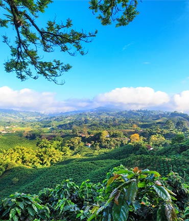 Datos sobre el eje cafetero en Colombia